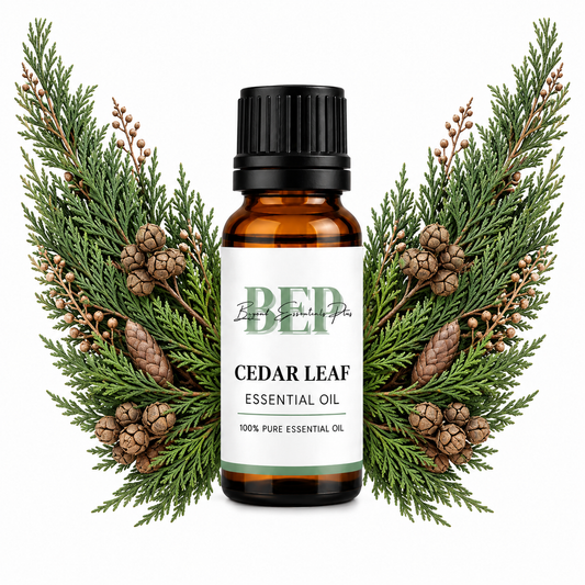 Cedar Leaf