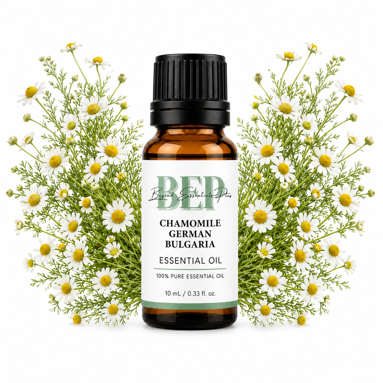 Chamomile German Bulgaria