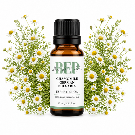 Camomille allemande Bulgarie