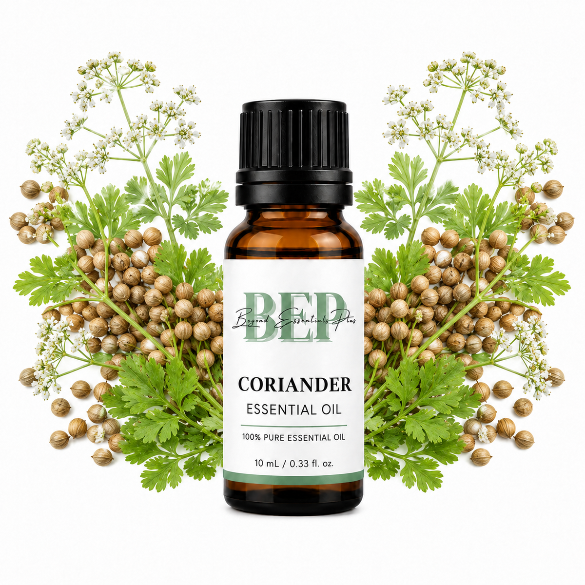 Coriander