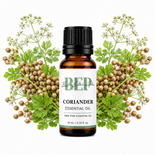 Coriandre