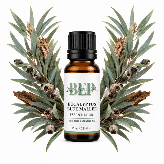 Eucalyptus Blue Mallee