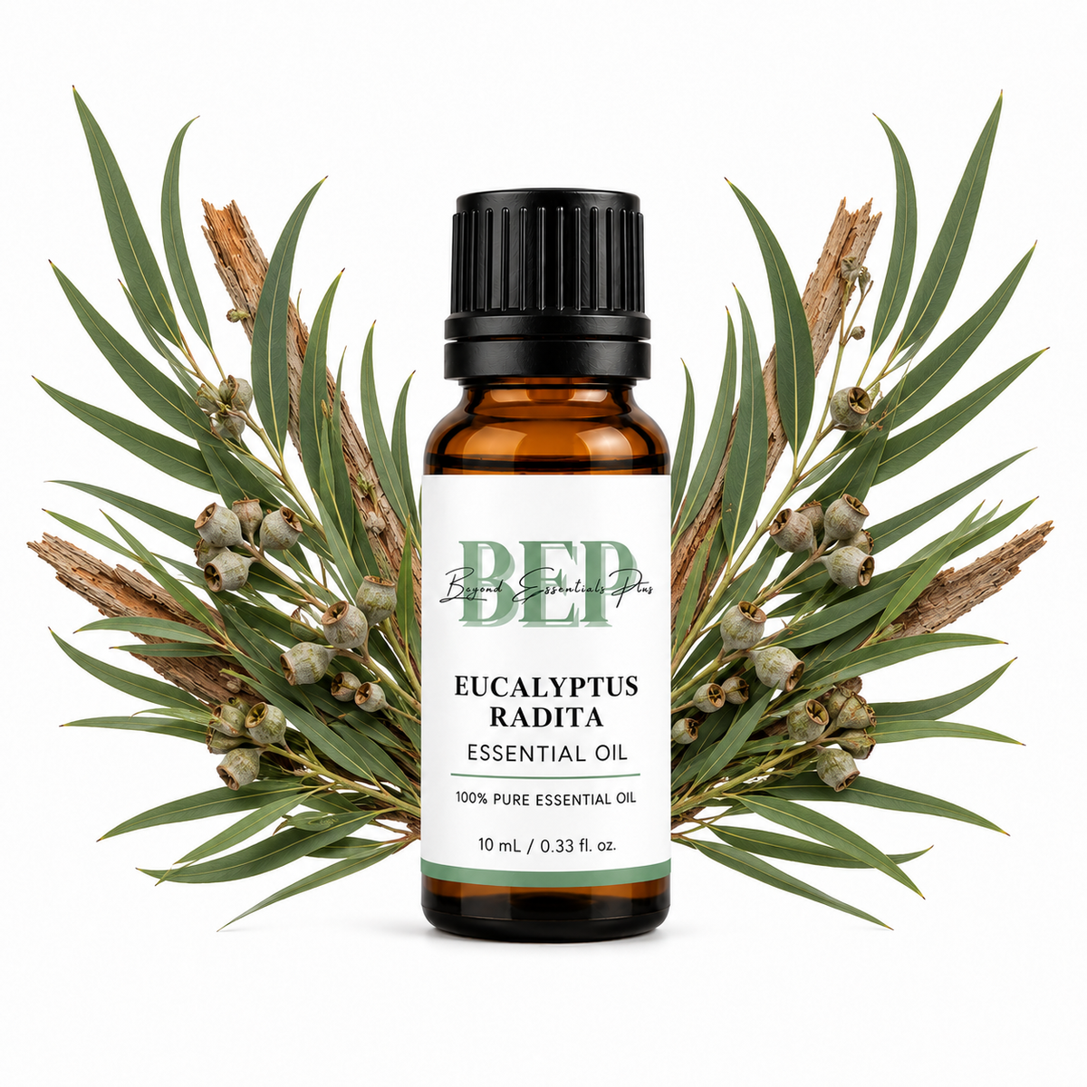 Eucalyptus Radié