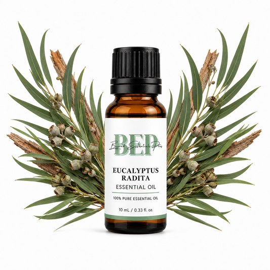 Eucalyptus Radié