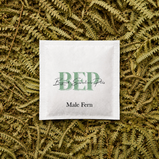 Male Fern Tea Bag