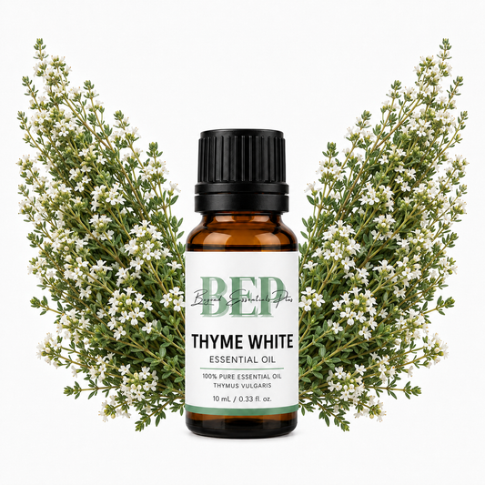 Thym blanc